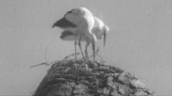 El planeta azul - Las cigüeñas