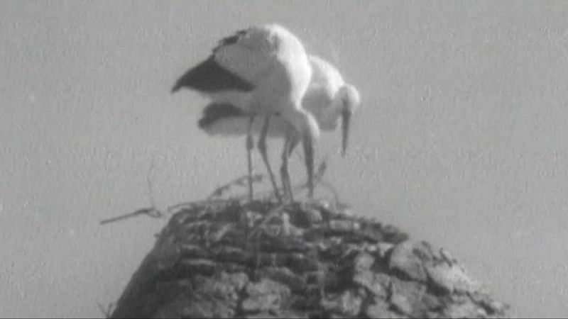 El planeta azul - Las cigeas - El planeta azul | Ver