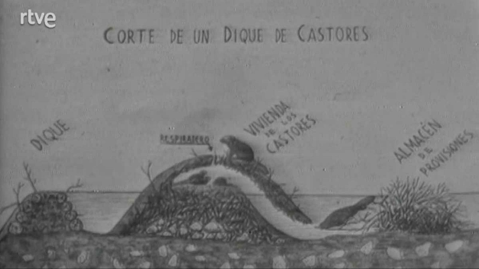 El planeta azul - Los castores - El planeta azul | Ver