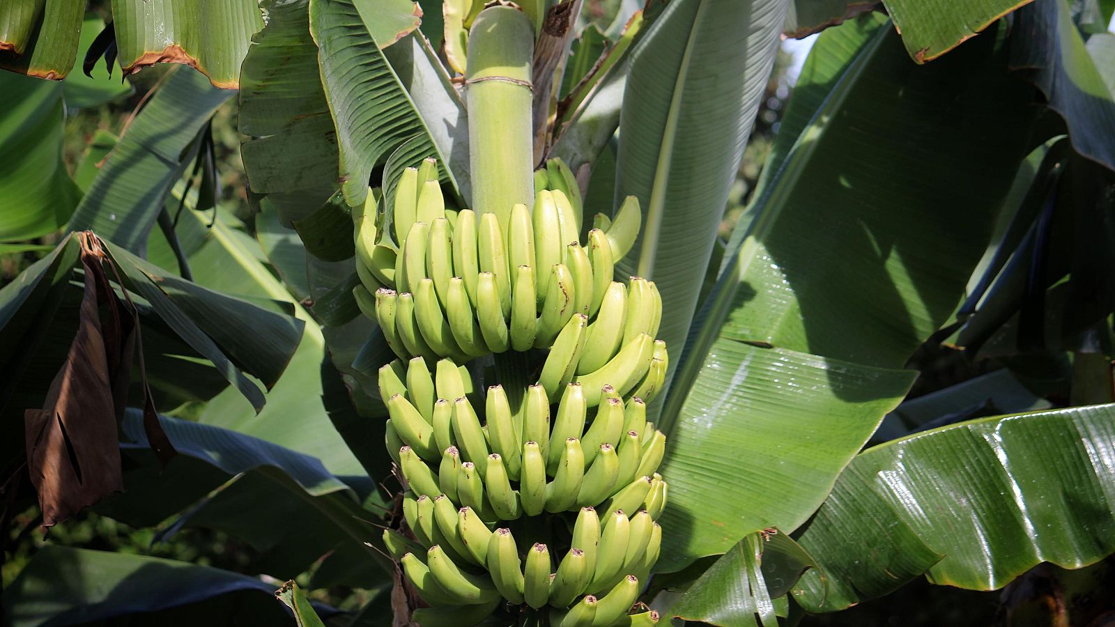 Se dispara el precio del plátano de Canarias - Telediario 1 | Ver