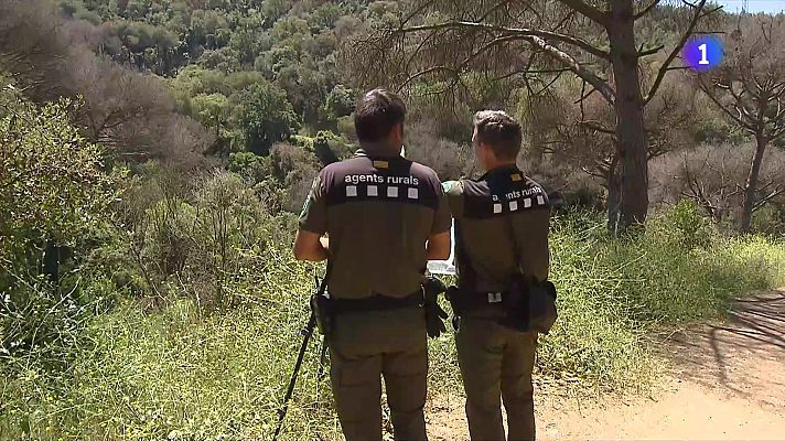 L'Informatiu - Boscos més verds, però amb arbres morts que poden ser molt combustibles