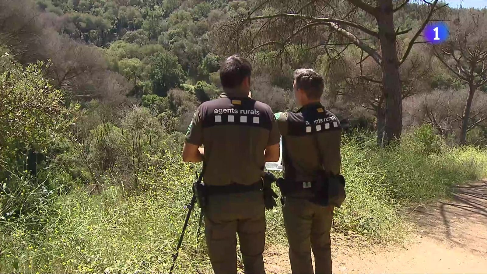 Boscos més verds, però amb arbres morts que poden ser molt combustibles - L'Informatiu | Veure