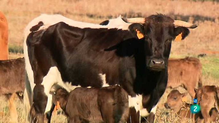 Tendido cero - Tendido cero - 12/01/13