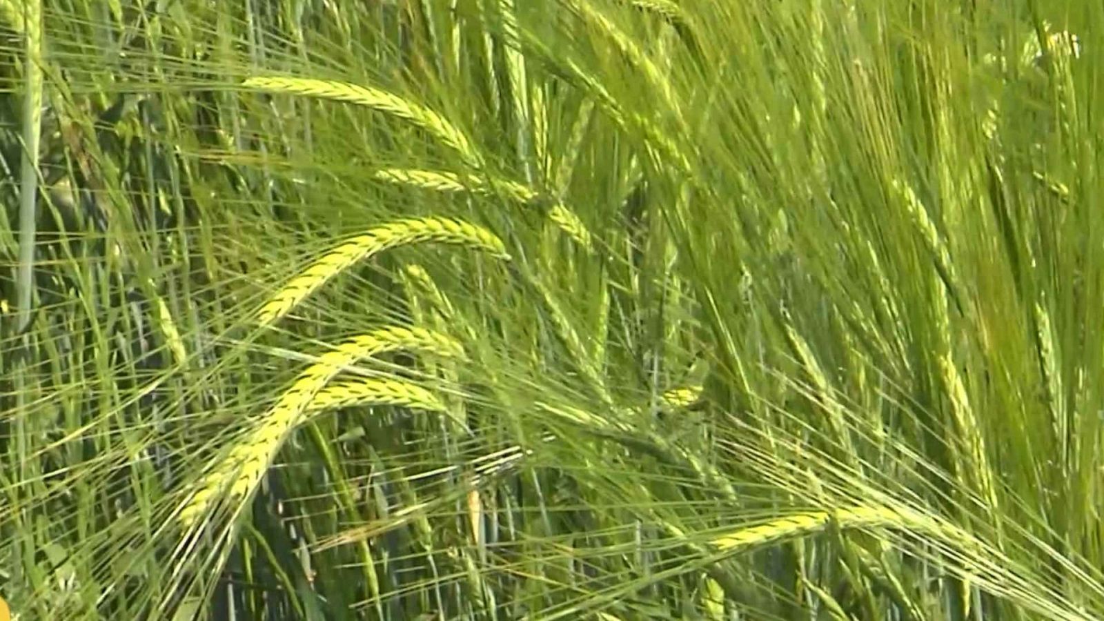 Agrosfera - 31/05/25 - ver ahora