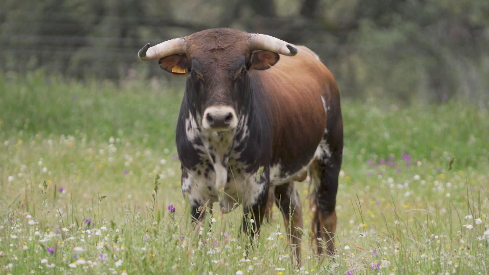 Tendido Cero - 31/05/25 - ver ahora