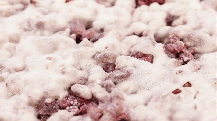 MasterChef - Rhizopus oligosporus o el hongo koji: ¿cómo se usan los hongos en la cocina?