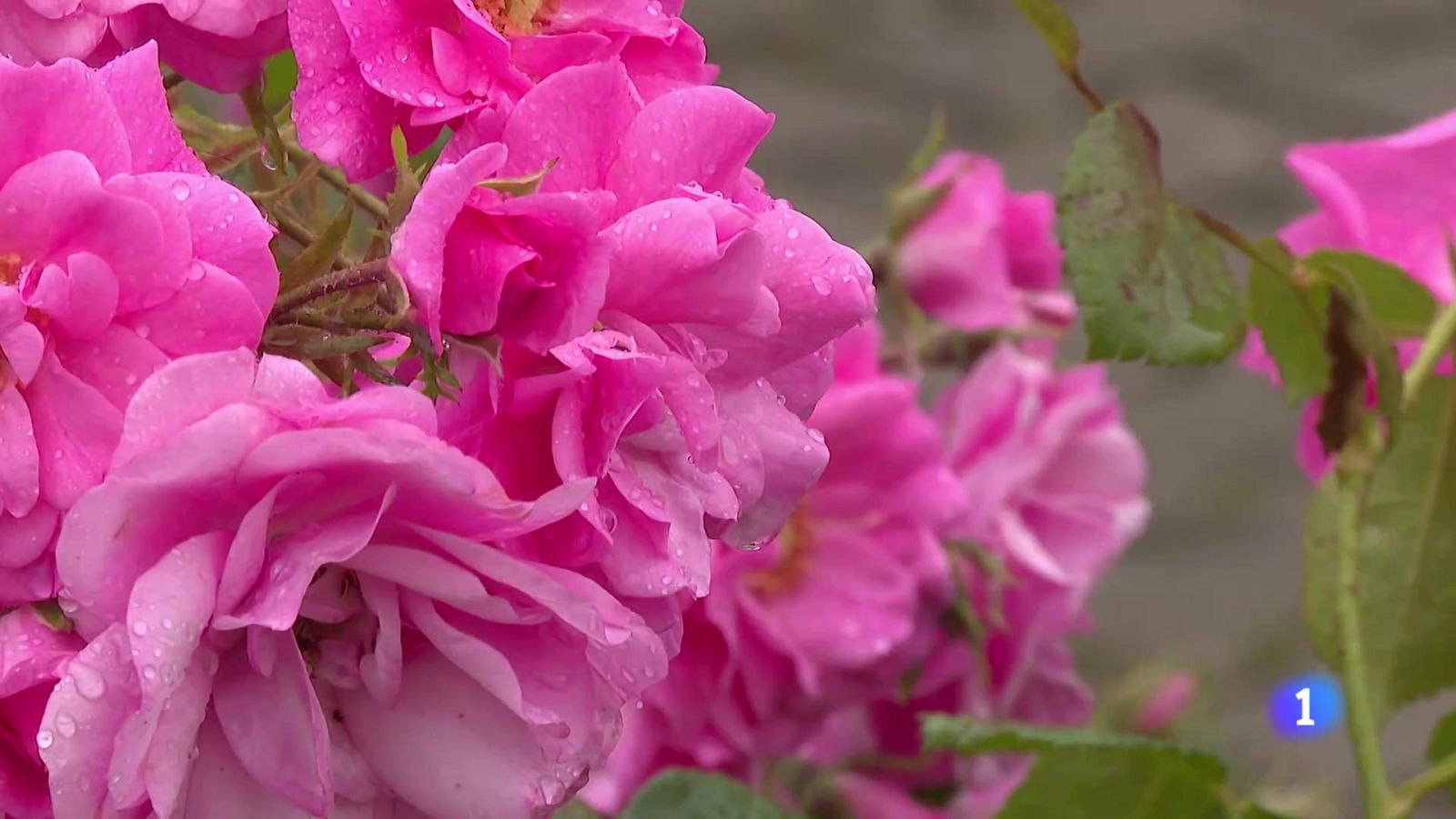 Telerioja en 2 - 02-06-2025 - Ver ahora | Ver