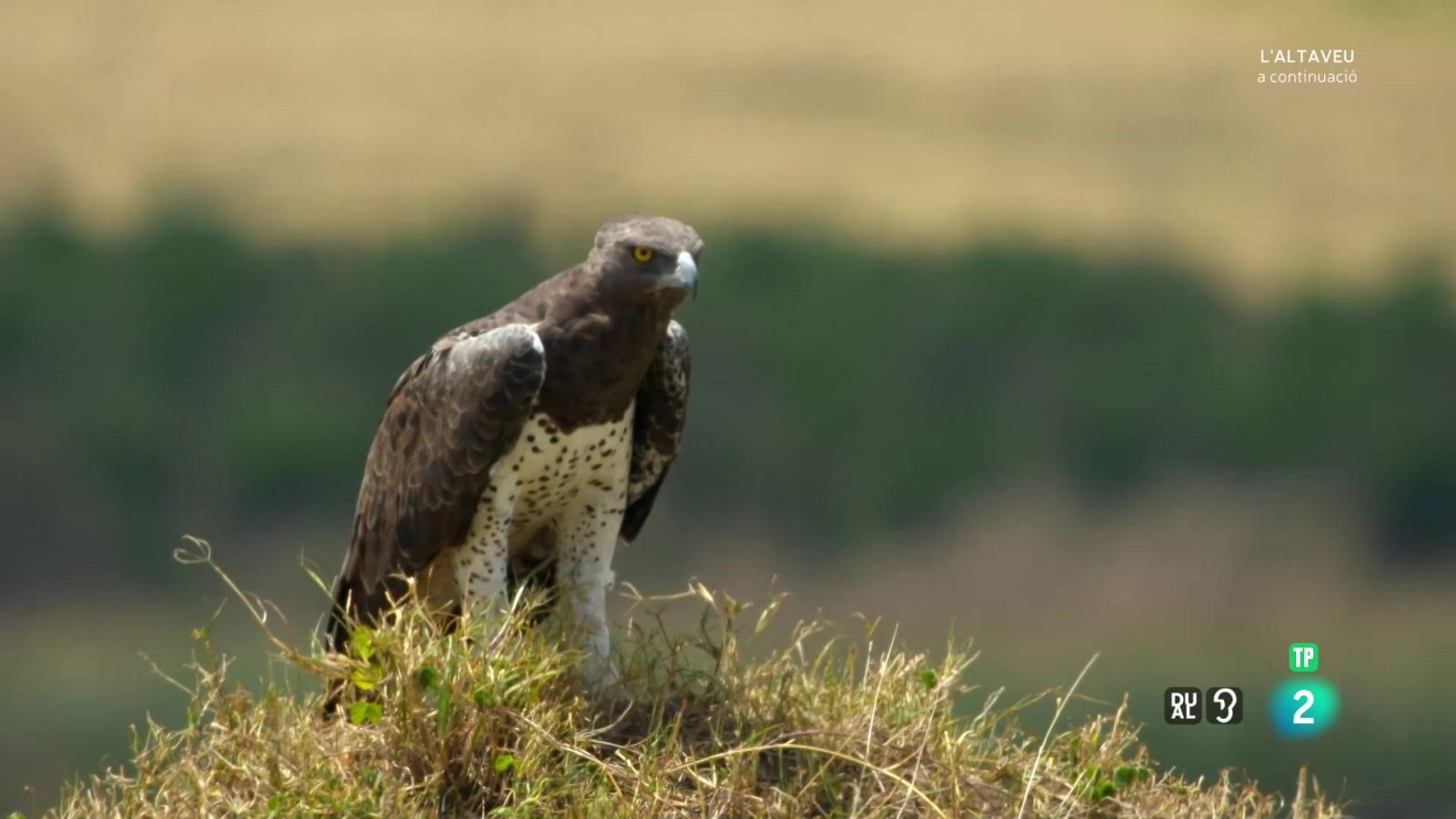 Grans documentals - Por a la sabana - Veure Ara