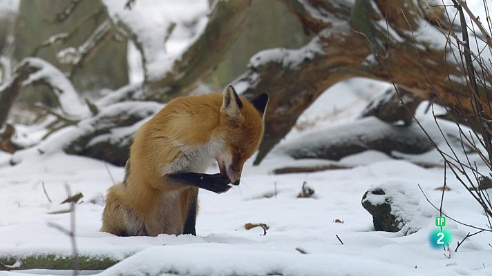 Som Documentals - L'hivern blanc: Una estació prealps septentrionals