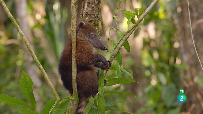 Som Documentals - Equador en el cim de la biodiversitat: De l'Amazònia a les Cimeres Andines