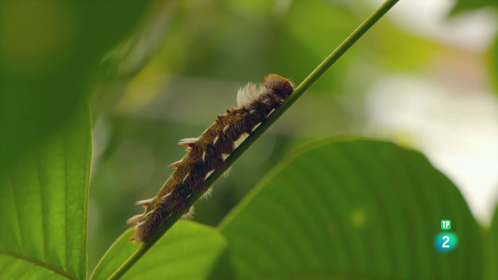 Grans documentals - Equador en el cim de la biodiversitat: Dels alts Alps a les Illes Galápagos - Veure Ara