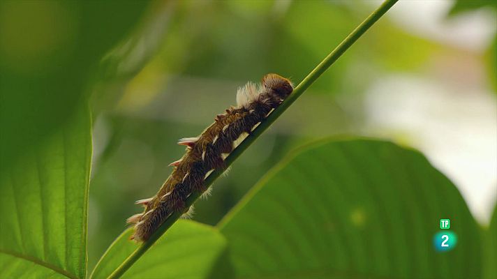 Som Documentals - Equador en el cim de la biodiversitat: Dels alts Alps a les Illes Galápagos