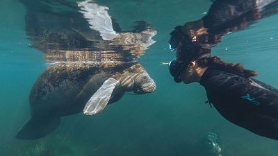 Carbono azul. El poder oculto de la naturaleza