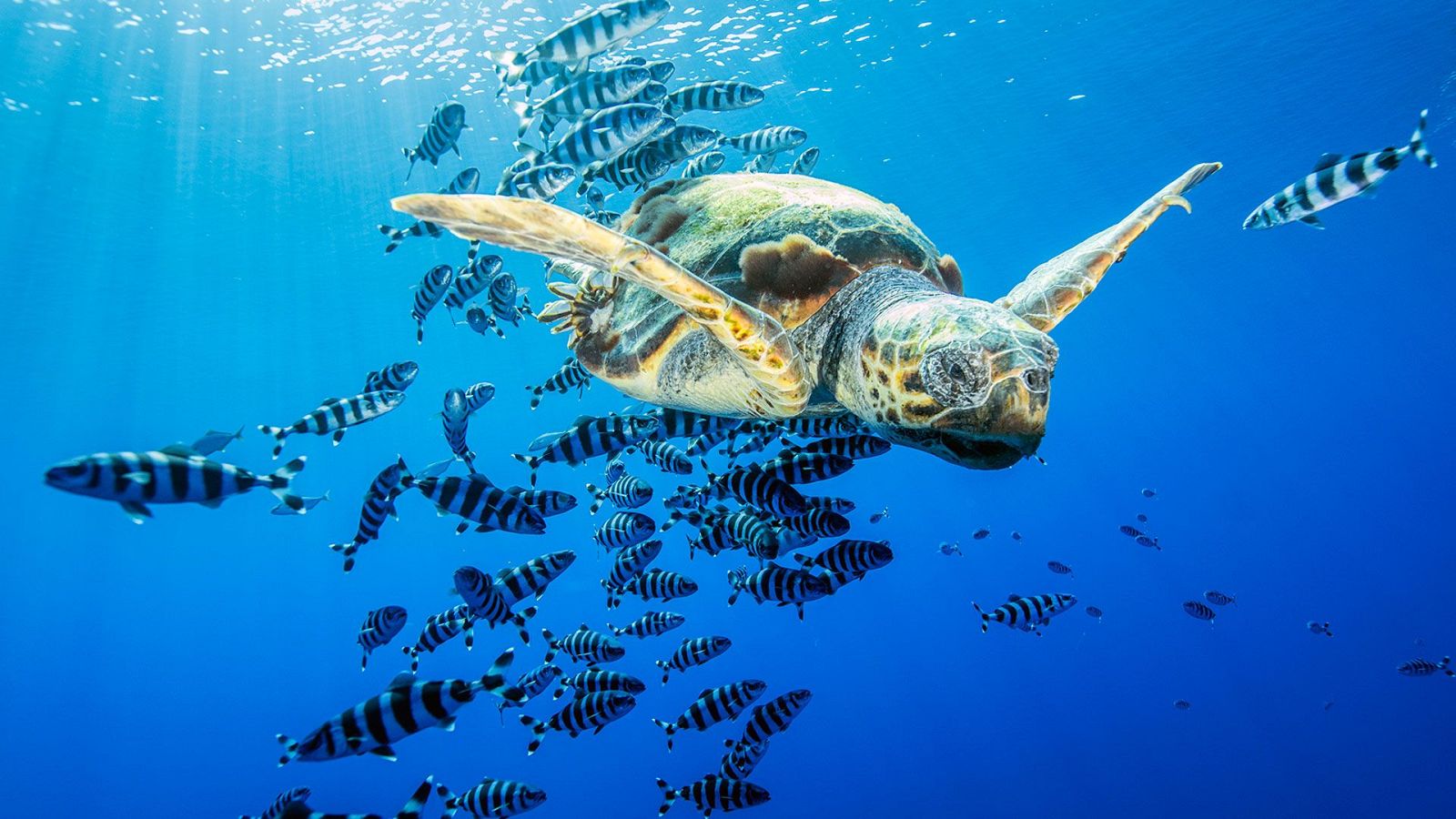 Somos documentales - Pelagos, en el corazón del Mediterráneo - ver ahora