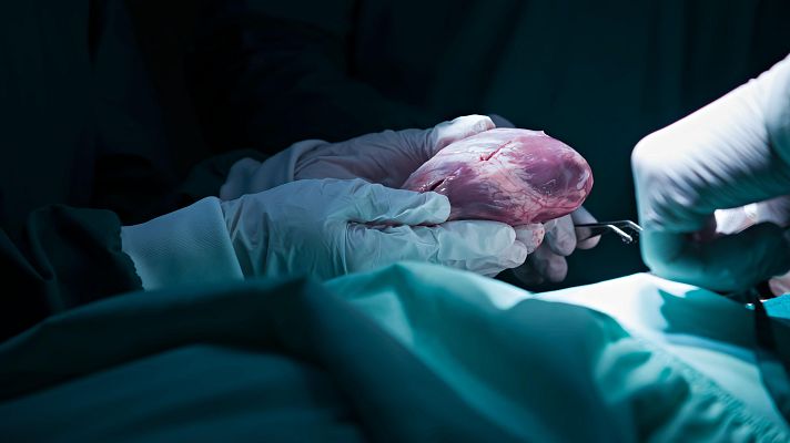 La tarde en 24h - 4 de junio día del donante de órganos: se realiza en España el primer trasplante cardiopulmonar en asistolia