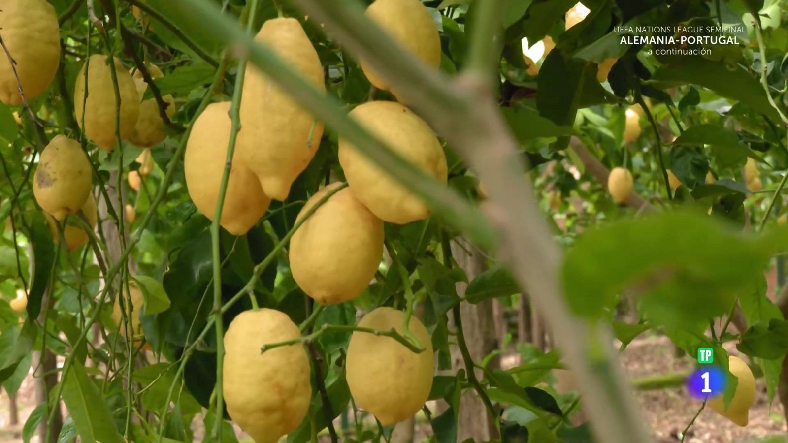 Aquí la Tierra - La ‘ácida’ vita - Aquí la Tierra | Ver