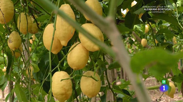 Aquí la Tierra - La 'ácida' vita