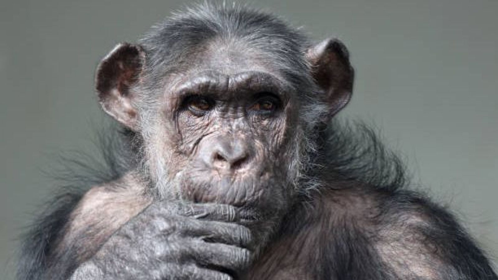 La Fundación Mona - Para todos La 2 | Ver