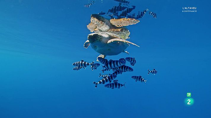 Som Documentals - Pelagos, en el cor del Mediterrani