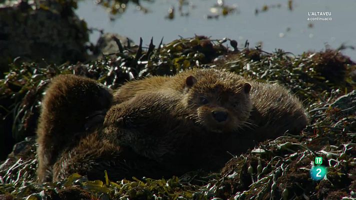 Som Documentals - Les Illes Shetland: la frontera vikinga d'Escòcia