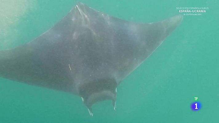 Aquí la Tierra - Manteniendo el peligro a raya