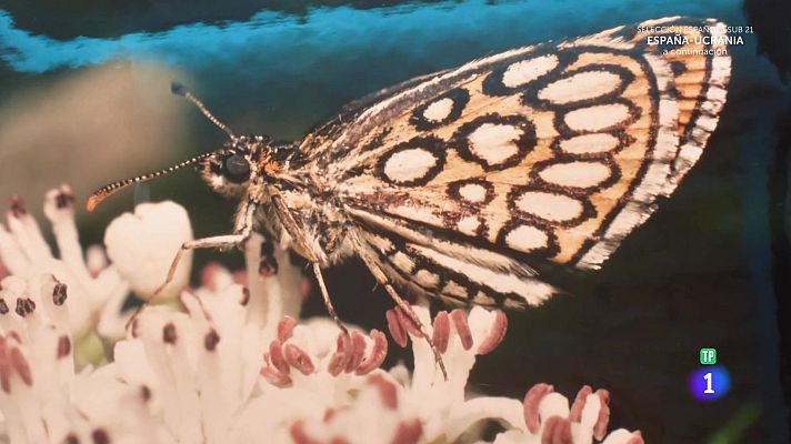 Aquí la Tierra - Nuestros diminutos aliados