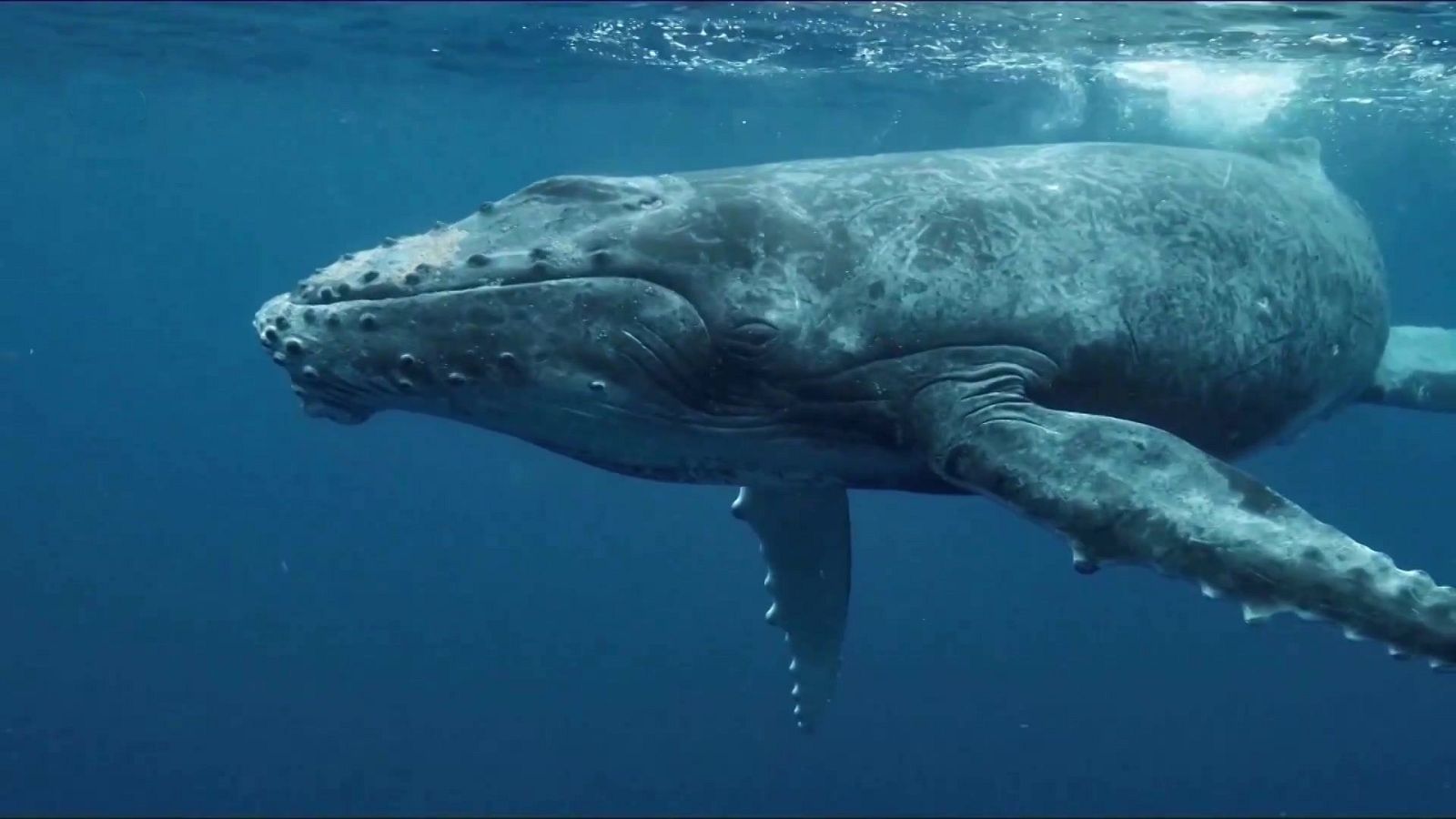 El escarabajo verde - Ley de la restauración de la naturaleza I - ver ahora