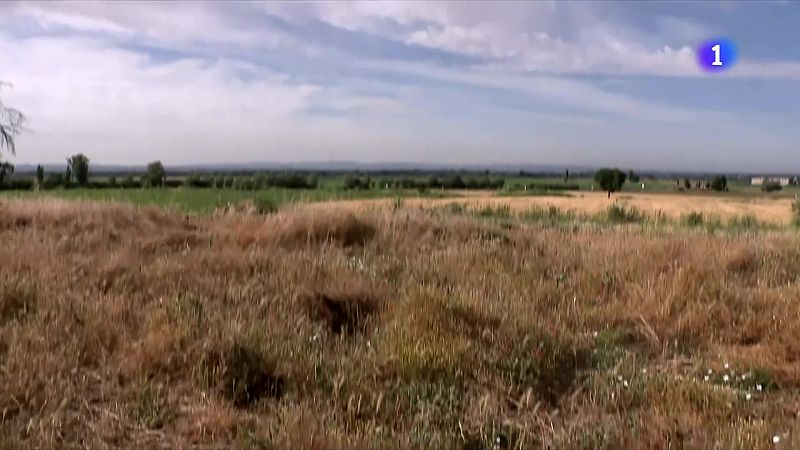 Rècord de producció de camamilla a Linyola, al Pla d'Urgell - L'Informatiu | Veure