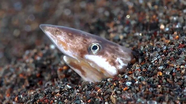 Aquí la Tierra - Adaptados al desastre