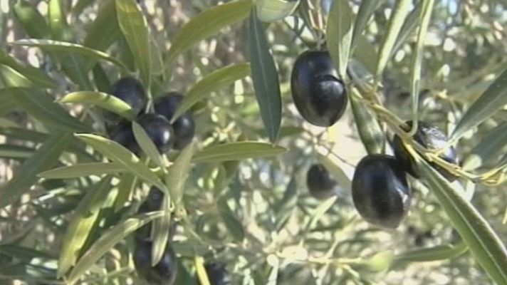 Telediario 1 - La peor cosecha en 13 años