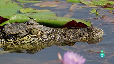 L'Okavango, el riu dels somnis. Episodi 1: El paradís.