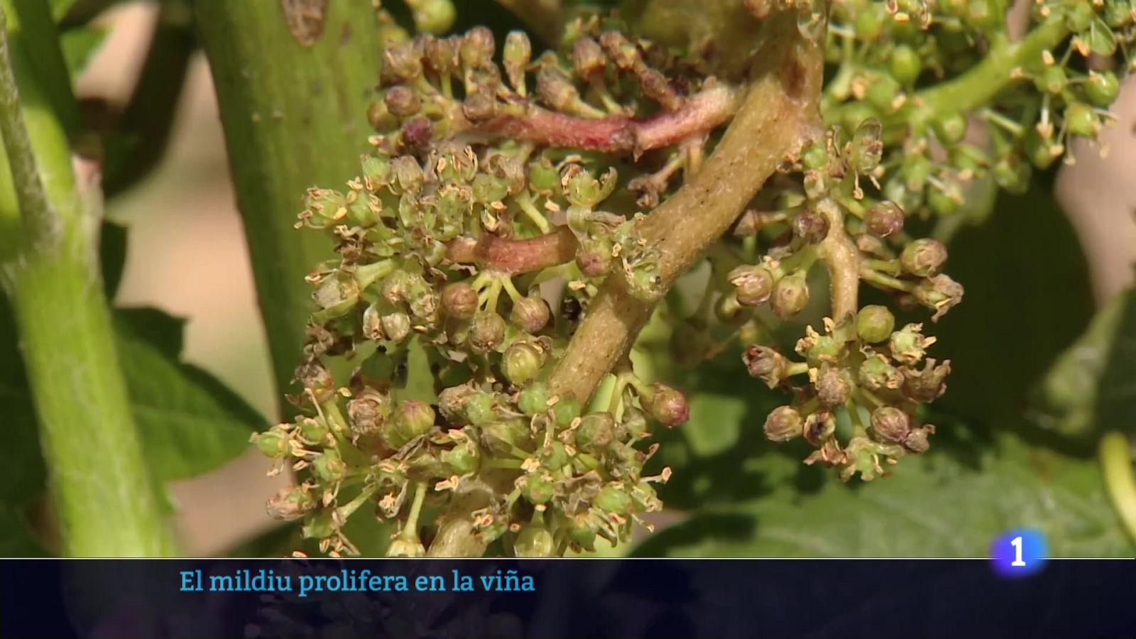 Telerioja en 2 - 10-06-2025 - Ver ahora | Ver