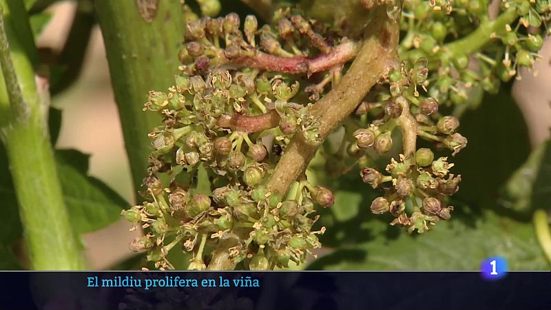 Telerioja en 2 - 10-06-2025 - Ver ahora | Ver