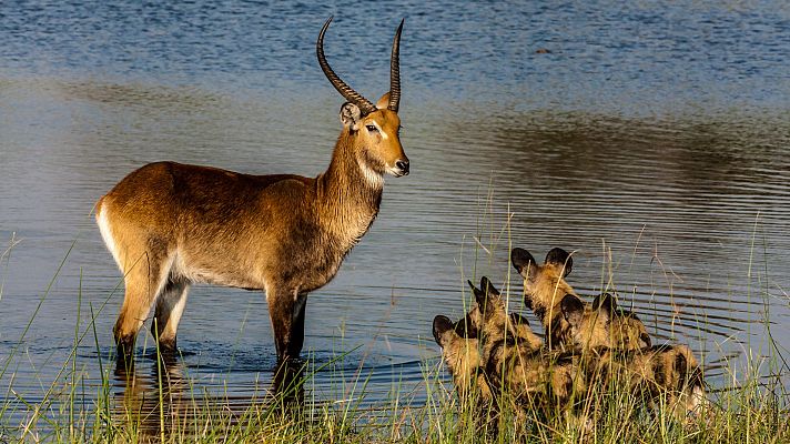 El Okavango. El río de los sueños - El Limbo