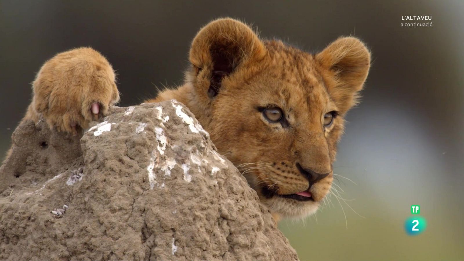 Grans Documentals - L'Okavango, el riu dels somnis. Episodi 2: El purgatori - Veure Ara