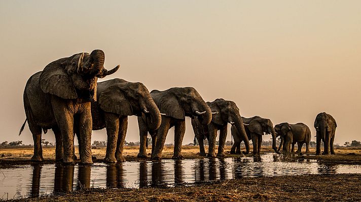 El Okavango. El río de los sueños - El infierno