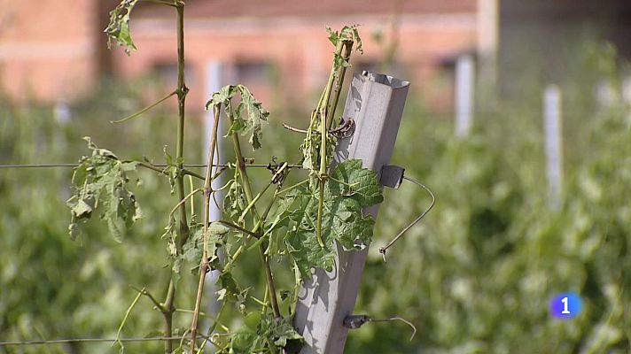 Informativo Telerioja - Informativo Telerioja 2 - 12-06-2025 - Ver ahora