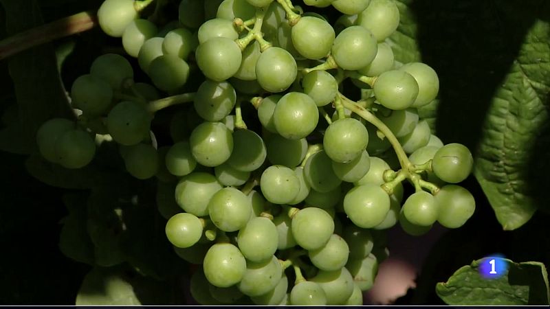 Informativo Telerioja 2 - 13-06-2025 - Ver ahora - Informativo Telerioja | Ver