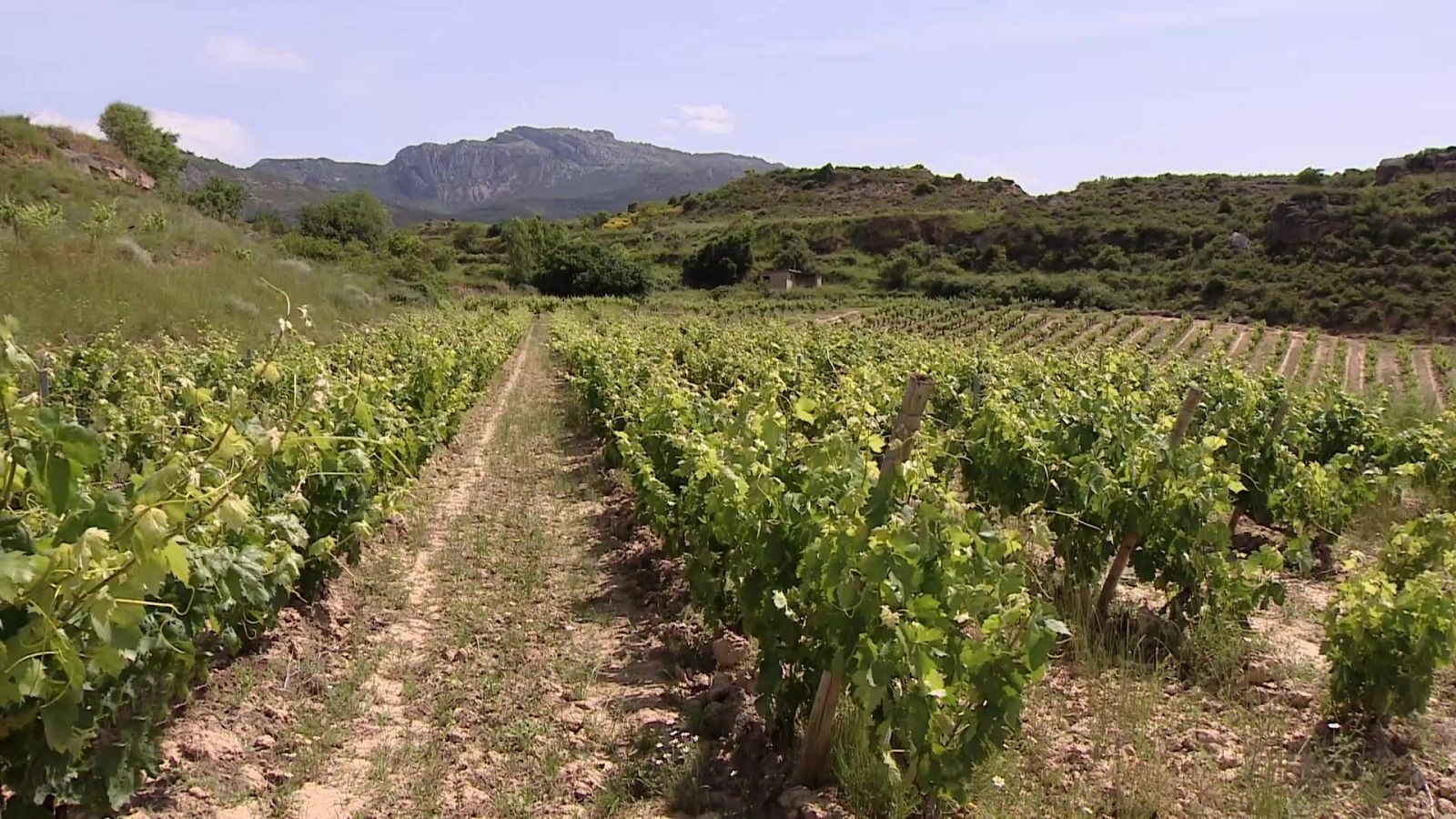 Agrosfera - 14/06/25 - Agrosfera | Ver