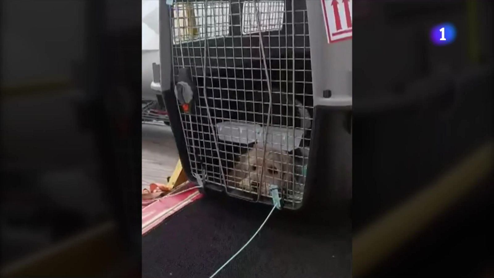 Volar amb animals de companyia, encara una odissea - L'Informatiu | Veure