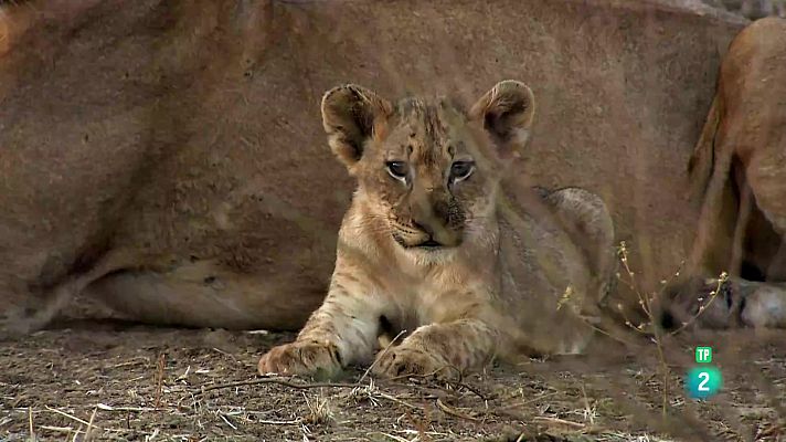 Som Documentals - La vida als rius africans. Ep 2: El riu Limpopo