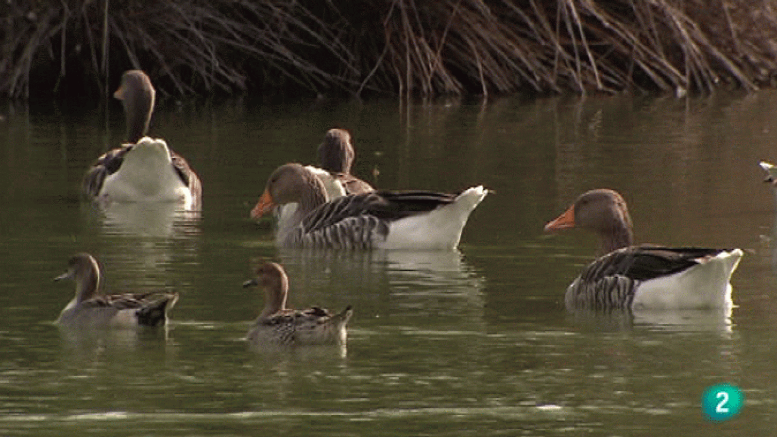 La Aventura del Saber. Reservas ornitológicas. Delta del Ebro II