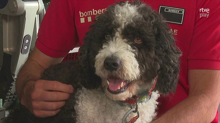 L'altaveu - Com s'entrenen els gossos de rescat?