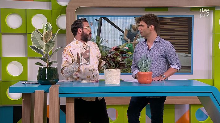 L'altaveu - Com preparar les plantes per les vacances?