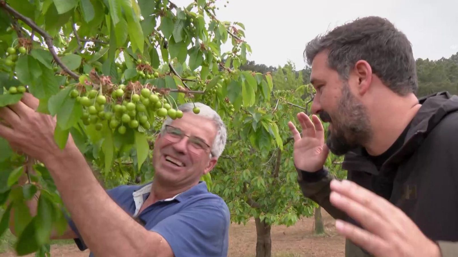 Cerezas Caderechas | Ver