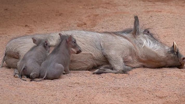 Aquí la Tierra - Facóqueritos bebés