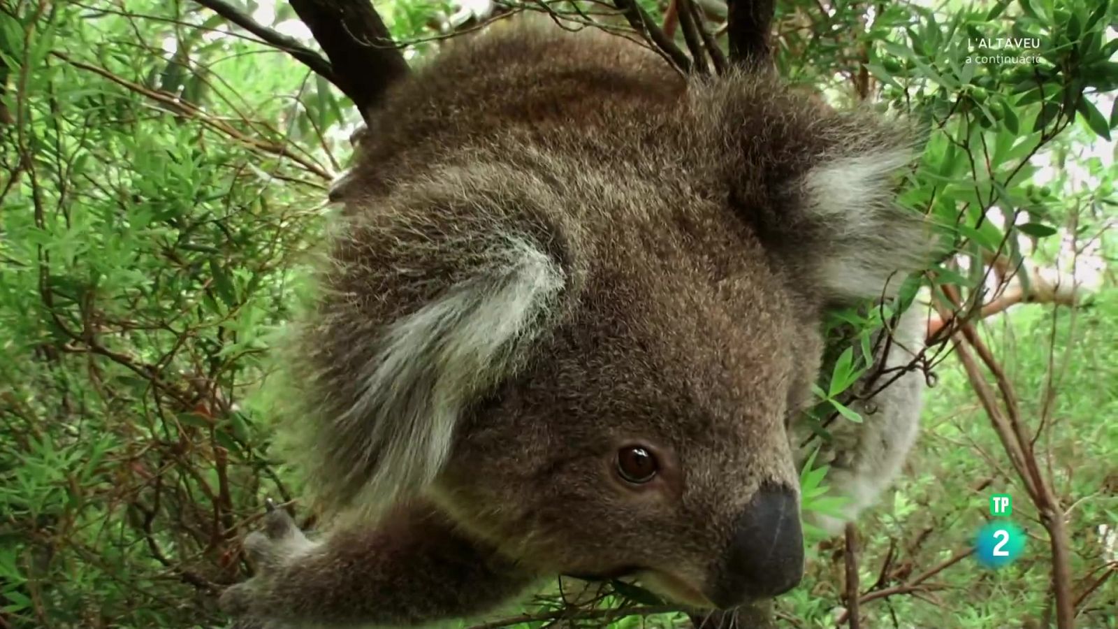 Grans Documentals - Llocs per visitar abans de morir. Ep 2: Austràlia - Veure Ara