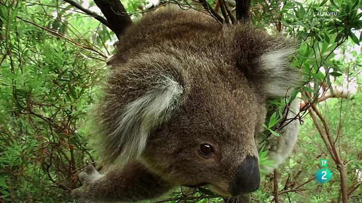 Som Documentals - Llocs per visitar abans de morir. Ep 2: Austràlia