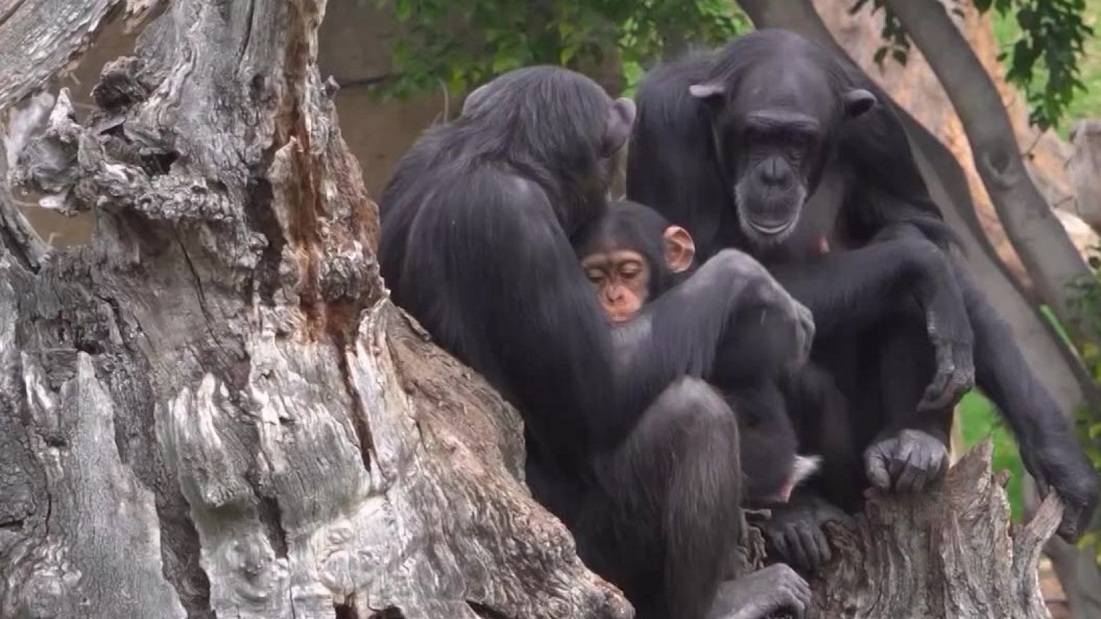 ¡De vuelta con mamá! | Ver
