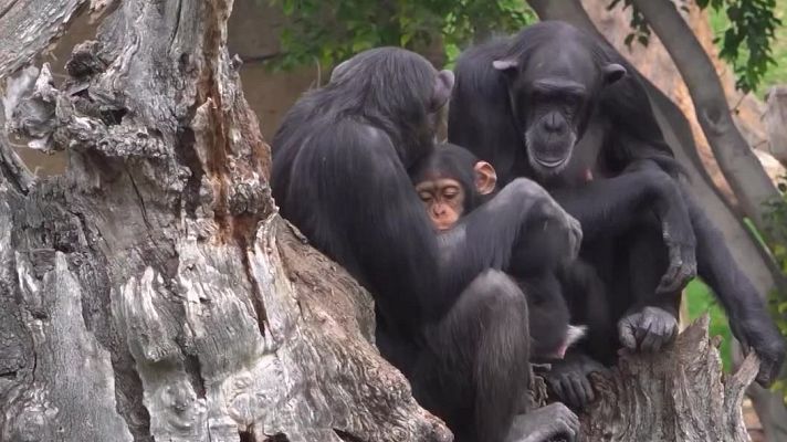 Aquí la Tierra - ¡De vuelta con mamá!